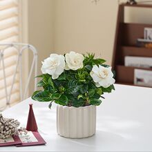 栀子花铁海棠小盆栽花卉绿植办公室内开花盆景四季好养植物摆件新