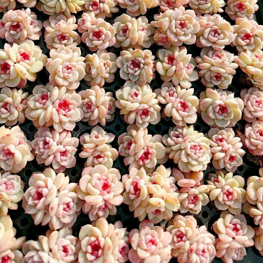 Бархатная пробка рассада сахарное сердце с пятнами крови мясо Crassulaceae мясистое растение база прямые продажи Большие выгодно