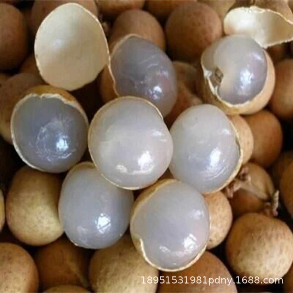 Большой Улун Глаз Дерево Рассада Гуйюань Прививка Шикся Хранение Лян Экстра Большой Четыре сезона Результаты года с почвой Сад Плоды в горшках