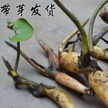 莲藕苗大型观赏荷花种藕苗 可食用藕莲藕种苗 荷花盆栽种根苗水培