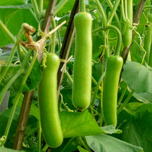 �����ϷN�����＾�̰��߮a��ӹ����ѹ��͟�˷N���ļ��߲˷N��