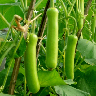 �����ϷN�����＾�̰��߮a��ӹ����ѹ��͟�˷N���ļ��߲˷N��