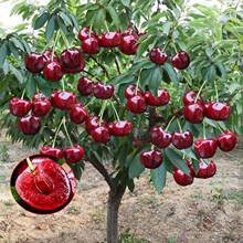 车厘子樱桃树苗嫁接苗南北方种植庭院阳台耐寒盆栽果树苗当年结果