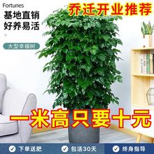 大型幸福树盆栽植物室内绿植四季常平安树盆栽室内绿植好养办公室