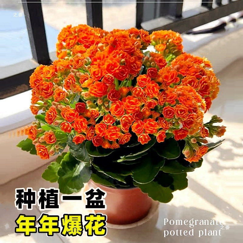 Flores de larga vida en maceta de doble pétalo, zorro dorado, gran flor con brotes de flores y plántulas, flores de interior en todas las estaciones, fáciles de cultivar.