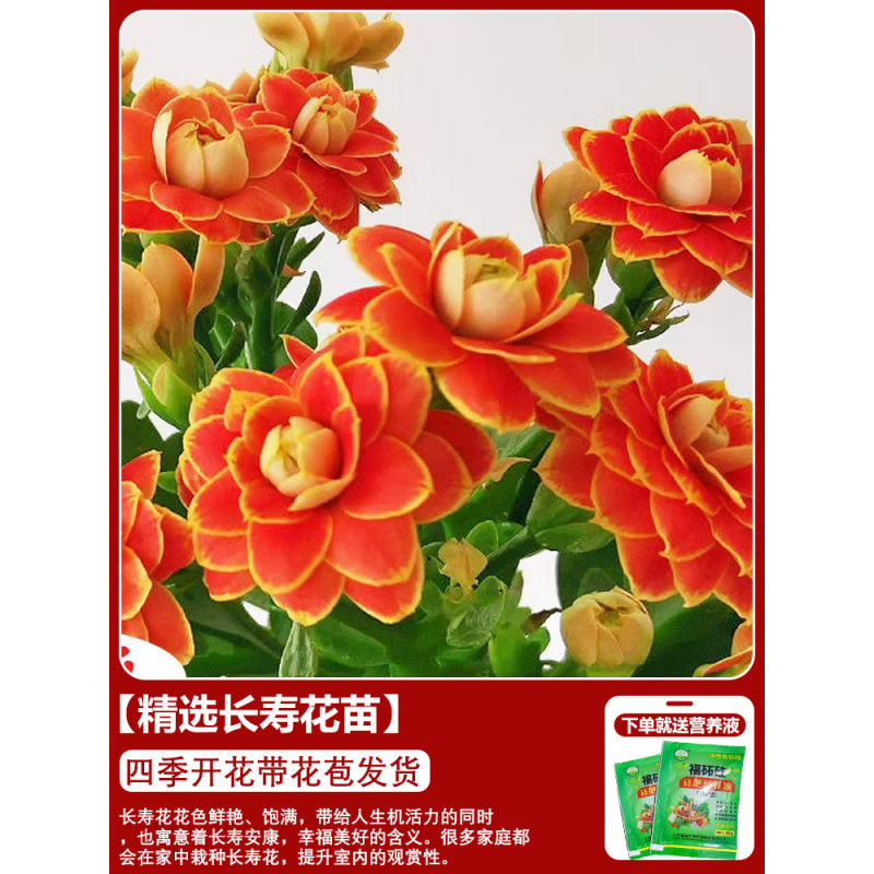 Flores de larga vida en maceta de doble pétalo, zorro dorado, gran flor con brotes de flores y plántulas, flores de interior en todas las estaciones, fáciles de cultivar.