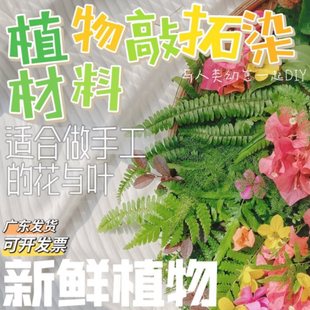 ֲ����Ⱦ�r�� ���r���~���ܾGֲ �����زݲ��� ��ӡֲ�����r����