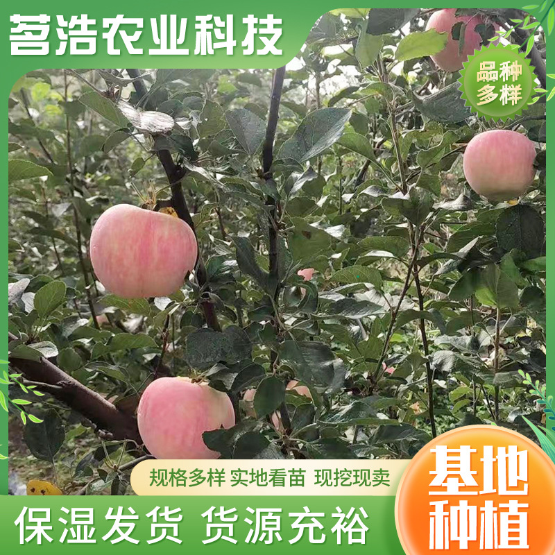 批发供应嫁接烟富苹果苗 易管理南北方种植红富士苹果苗