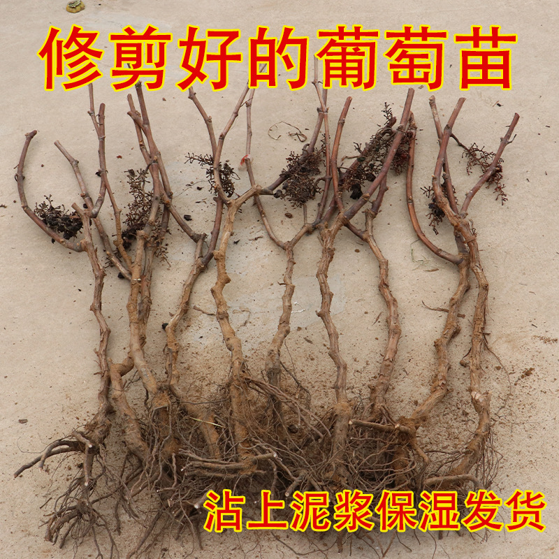 葡萄树苖巨峰夏黑阳光玫瑰葡萄苗特大庭院爬藤树苗北方南方种植