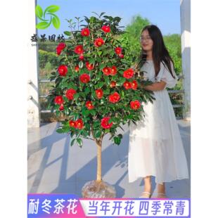 ɽ�軨����e��ͥԺ���ԝ������軨�����ͺ����ܸߗU�����Ͷ��軨