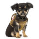 Hot selling outdoor Tactical Cat vest waterproof cat clothes cat K9 chest strap cat walking special adjustable vest