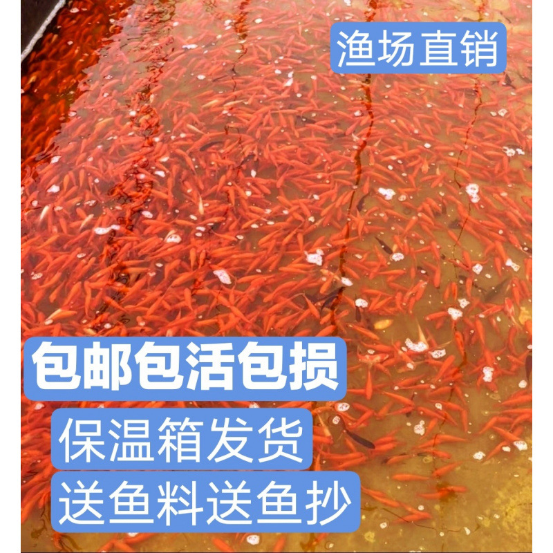 草金鱼活体观赏鱼冷水锦鲤小金鱼活鱼闯缸鱼饲料鱼包邮