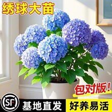 无尽夏绣球花苗盆栽带花室内阳台花卉大全庭院好养活植物四季绿植