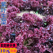 甜脆沙拉紫红色叶生菜种籽庭院阳台盆栽春秋夏四季易播蔬菜种子孑