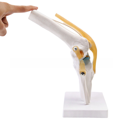 Human knee joint model shoulder joint elbow joint hand joint foot joint hip joint natural large bone model