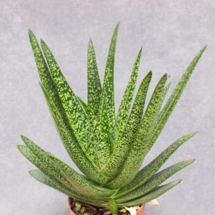 �����J�C ��Ʒ���w�k������������ֲ�� �҃ȾGֲ���܌����o���Ϙ�