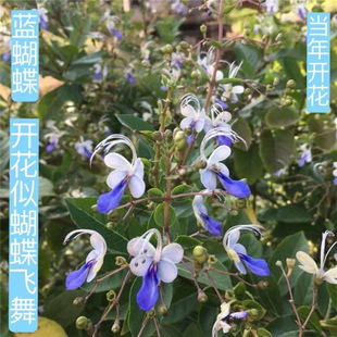 �{���������̨���Ի���ֲ������m�ļ��_���{ɫ���ػ������B�û�