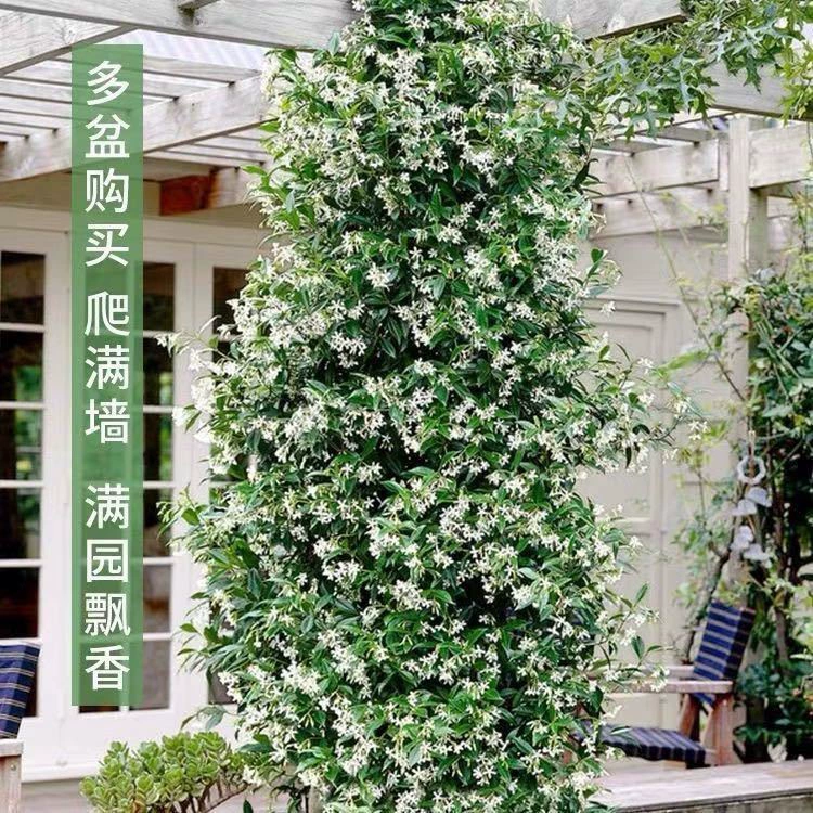 Ветряная мельница, жасмин, вьющаяся лоза в горшке, серебряный жасмин, двор, балкон, уличная, вечнозеленая, ароматная, морозостойкая, вьющаяся лоза.