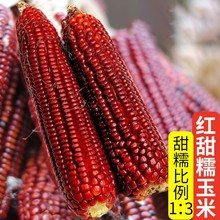 原廠包裝紅香糯玉米種子 早熟粗桿糯玉米籽 優質高產香糯甜農家秋