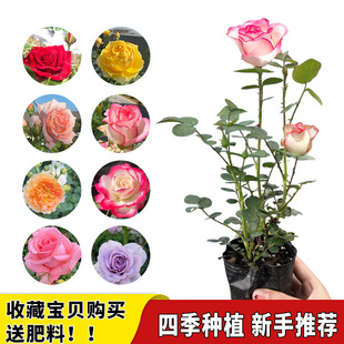 �¼������ļ��_���������ش󻨻��҃����̨�����Nޱõ������С��