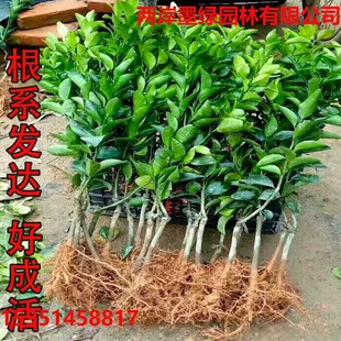 ����Y�����Ә��������Ϸ������Nֲ���Ӹ��ٽ��Ә���޽��ļ�ͥԺ