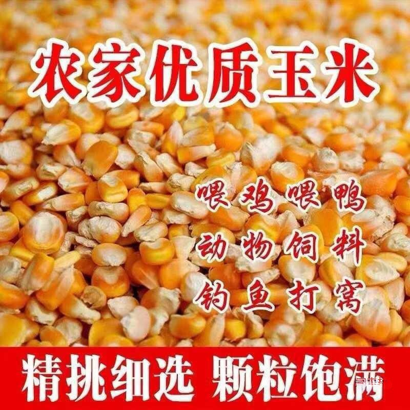 干喂农家包邮斤玉米粒鸽子杂粮10新货玉米粒老式鹅鸡鸭钓鱼黄打窝|undefined