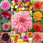 大丽花种球根进口大丽菊地瓜花根块室内外庭院地栽多年生花卉植物