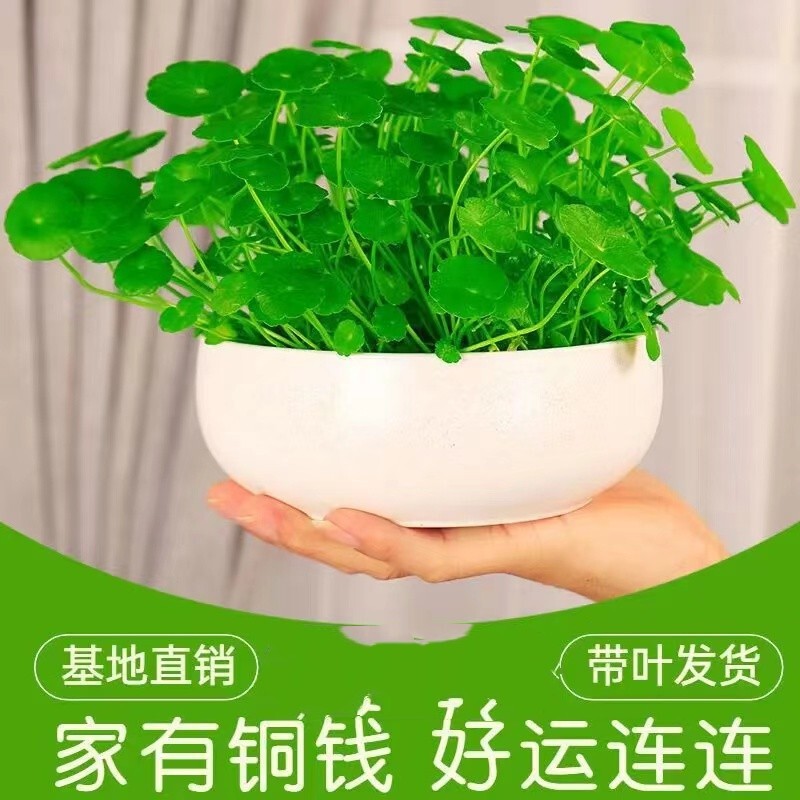 Copper Money Grass Attracts Wealth Hydroponic Plants Office Desktop Potted Money Grass Florals Indoor Water Culture