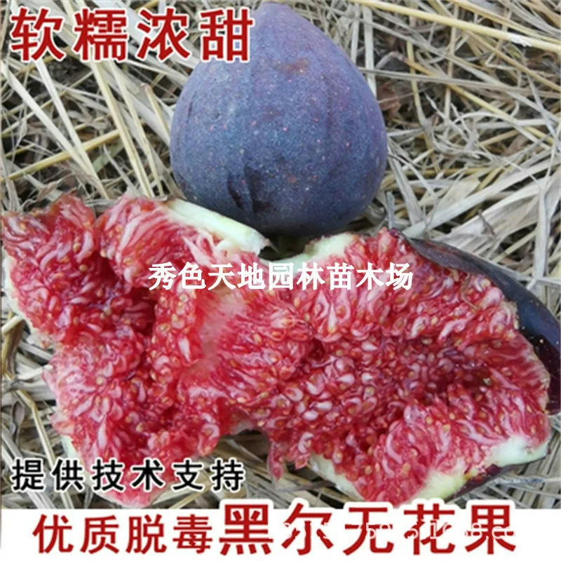 Новый сорт саженцев инжира, черное сахарное сердце, морозостойкие горшечные растения, посадка на земле, посадка во дворе на севере и юге, саженцы, плодоносящие в том же году.