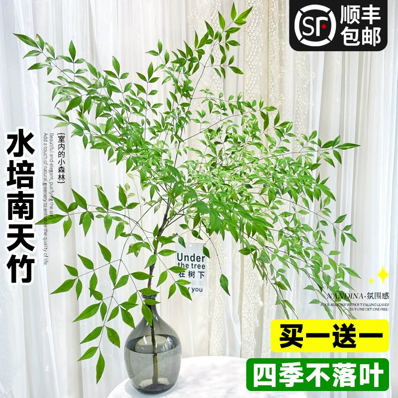 Бамбуковая гидропонная растительность Nantian, настоящий саженец, офисный рабочий стол, свежесрезанные цветы и зеленые растения в водной культуре с корнями и старыми кучами