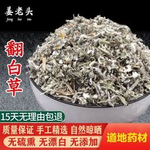 新货翻白草新鲜无硫包邮翻白草新货翻白草地骨皮500克不打粉无硫