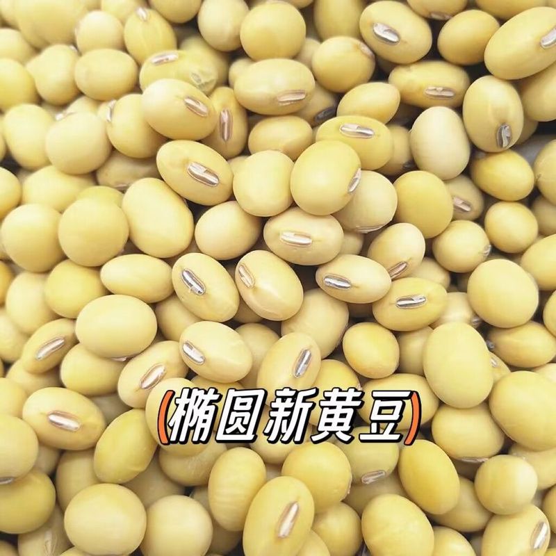 楕円形の大豆、楕円形の自家栽培農場品種、楕円形の豆乳、豆腐、豆|undefined