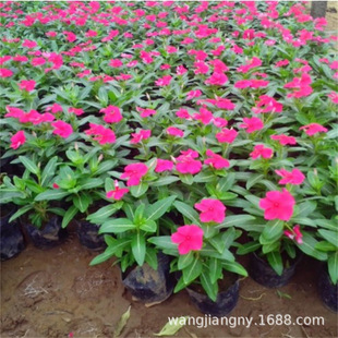 �L�������Թ��� �G�����^�û������_���� ���طN��Rȫ�L�����N��