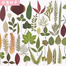 ��Ȼ����~ֲ��˱��׃��@�ֹ��N����ͯdiy�ɘ��~���~�ֹ����ϰ�