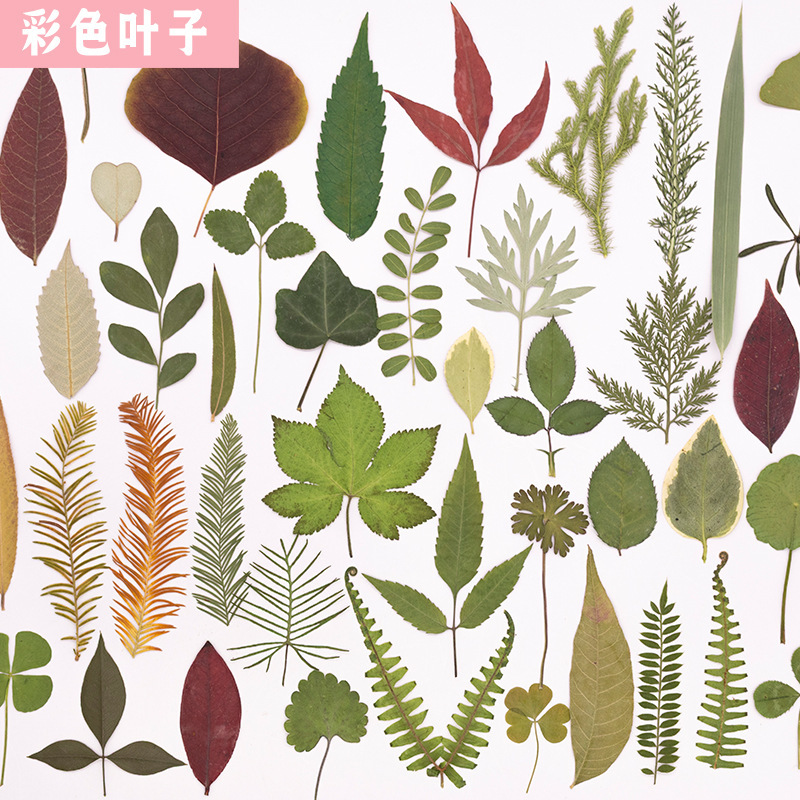 Natural Real Leaf Plant Specimens Kindergarten Handmade Stickers Kidsren DIY Dried Leaves Fallen Leaves Handmade Material Package Natural Real Leaf Plant Specimens Kindergarten Handmade Stickers Kidsren DIY Dried Leaves Fallen Leaves Handmade Material Package