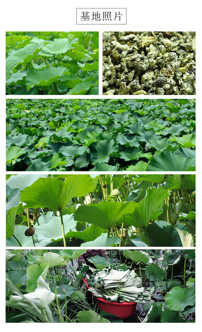 Lotus Leaf Granules He Ye Tea 500g Freeze Dried Shandong Herbal Wellness Drink quality and texture