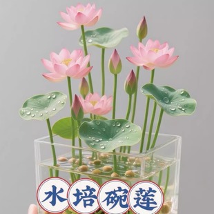 ˮ����ɏ�N�Ӻ��B�׻��ļ����N�_���Gֲ���ܺɻ����Կ͏d˯ɏ���l