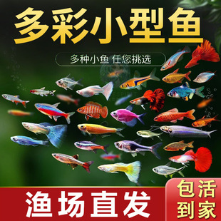 �Ꭷ�^�p�~�~����R�~���Bˮ��С����С�Ϳ�ȸ���~���~��ˮ�����~