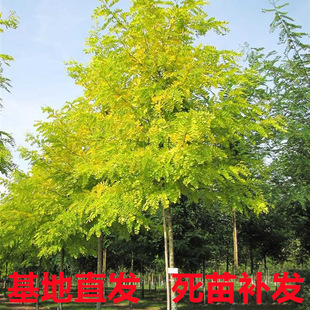 Dropshipping Golden Locust Saplings, Courtyard Greening Seedlings, Dragon Claw Locust Saplings, Golden Branches, Locust Grafting, Golden Locust Hanging