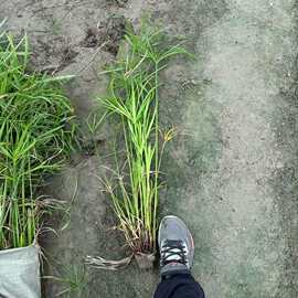 批发水生植物 旱伞草 风车草水竹草公园水体工程绿化苗木量大从优
