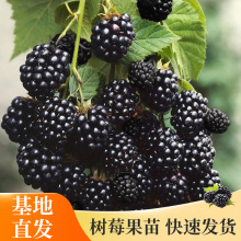 基地黑树莓果苗甜树莓盆栽苗阳台小院户外种植简单好养活盆栽果树