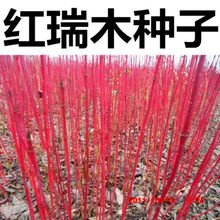 批发出售彩色树种红瑞木种子凉子木红瑞山茱萸道路绿化