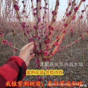 ���G�������骚�U�������G���Ѳ���M�l�tͥԺ�е��G��ֲ����ľ