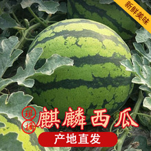 ��������ˮ�����r10�ﱬ���֭ɳȿ��Ƥ��˺����ˮ�����������