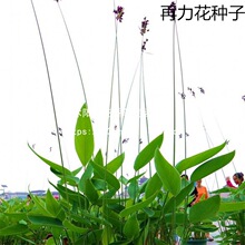 ɢ�b�������N�� ˮ����ˮɏ�� ������������ͦˮ�ݱ�ˮ��ֲ��N��