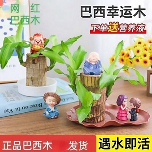 �S�ҬF؛ˮ���҃�����С����B����ľ�Gֲ����ľ���ˎ�ˮ�B