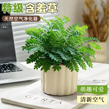 含羞草盆栽室内植物客厅办公桌面趣味幼儿园可爱小绿植害羞草花卉