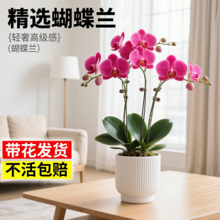 �����m���Ԏ��������玧�����m���ļ����B�����͏d�҃�ֲ�ﻨ��