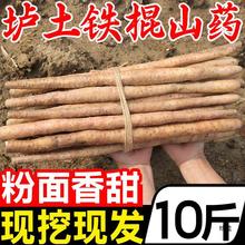 河南垆土铁棍山药10斤新鲜小白嘴脆怀淮山药5批发官方旗舰店