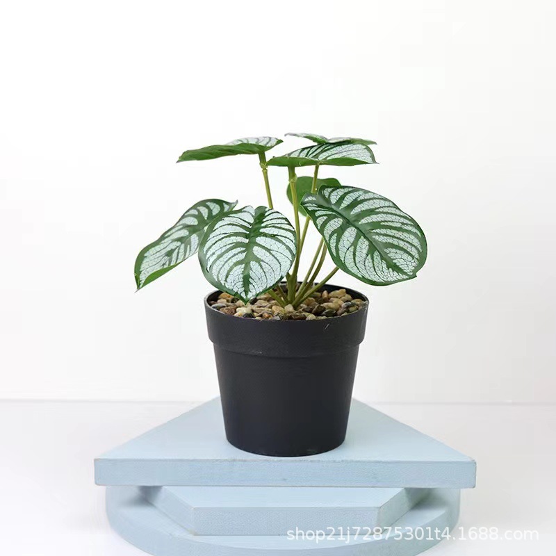 小石子国际盆 孔雀芋叶